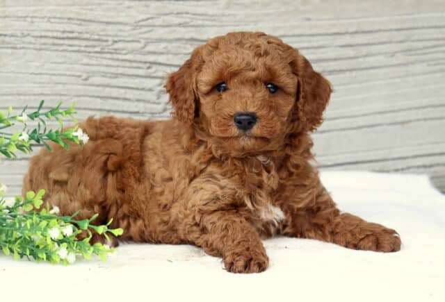 Snuggles Mini Poodle2 image