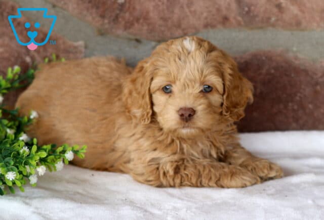 Sonny Cockapoo image