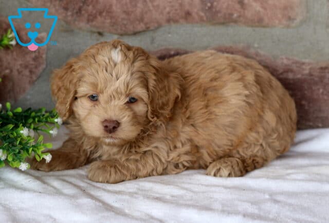 Sonny Cockapoo2 image