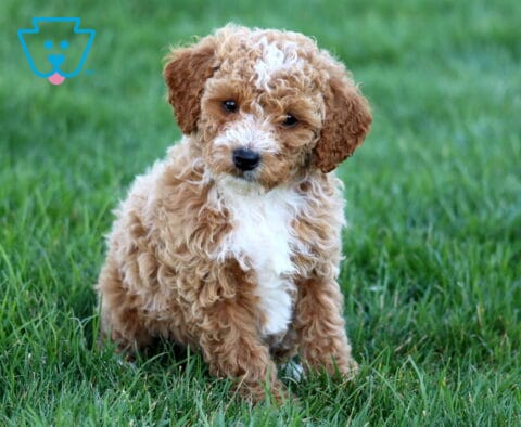 Sonny Mini Poodle