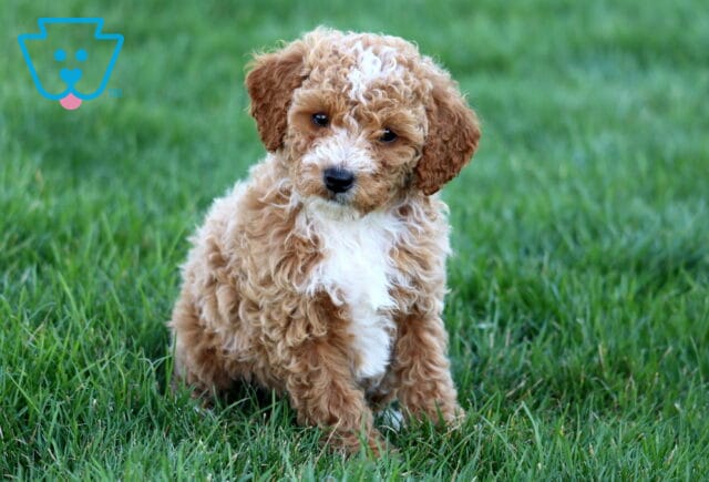 Sonny Mini Poodle image