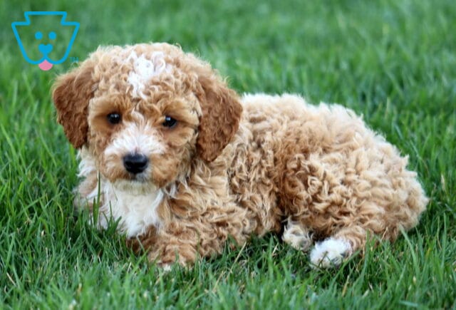 Sonny Mini Poodle2 image
