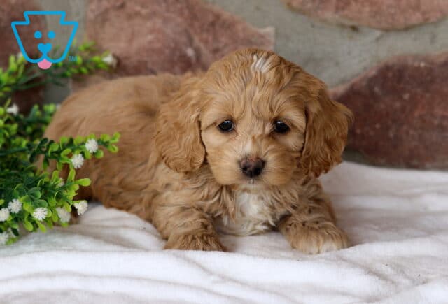 Sophia COckapoo image