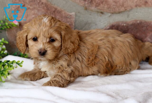 Sophia COckapoo2 image