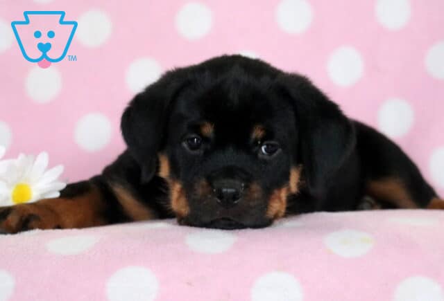 Sophia Rottie2 image