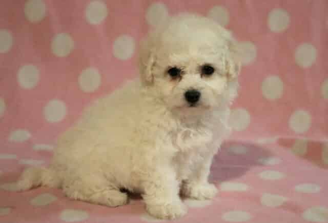Sophie Bichon image