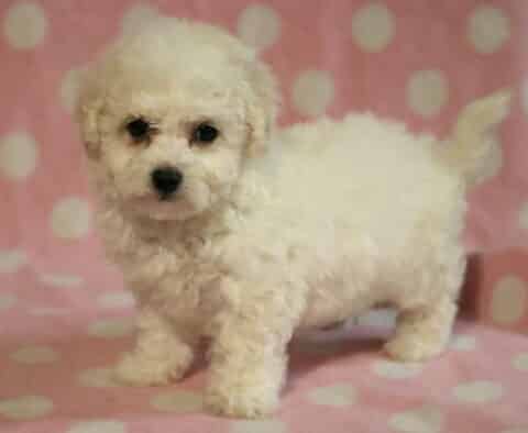 Sophie Bichon2