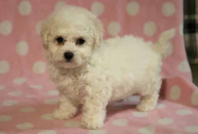 Sophie Bichon2 image