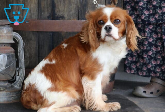 Sophie Cavalier King Charles Spaniel Rosanne Brubaker image