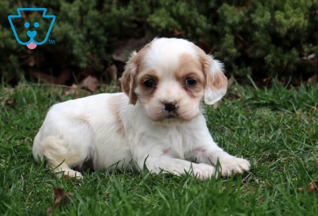 Sophie Cocker2 image