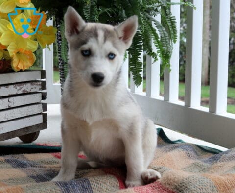 Blue-eyed Siberian Husky puppy with a soft gray and white coat sitting on a patterned blanket on a porch, with bright yellow flowers and a hanging fern behind, looking calmly toward the camera