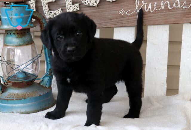 Black Labrador Retriever puppy standing on a white bench beside a rustic lantern and decorative sign, looking alert with tail raised. image
