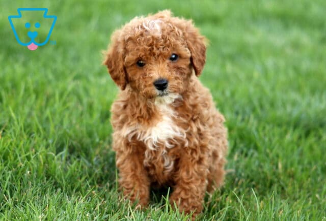 Sophie Mini Poodle image