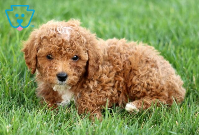 Sophie Mini Poodle2 image