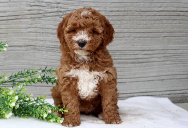 Sparkle Mini Poodle image