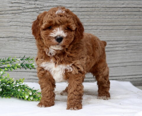 Sparkle Mini Poodle2