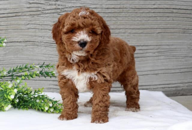 Sparkle Mini Poodle2 image