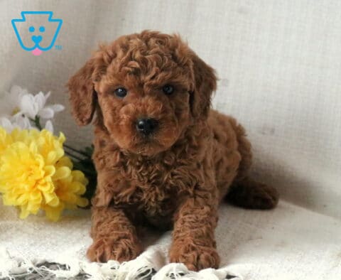 Special Mini Goldendoodle