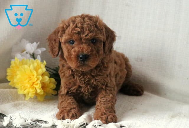 Special Mini Goldendoodle image