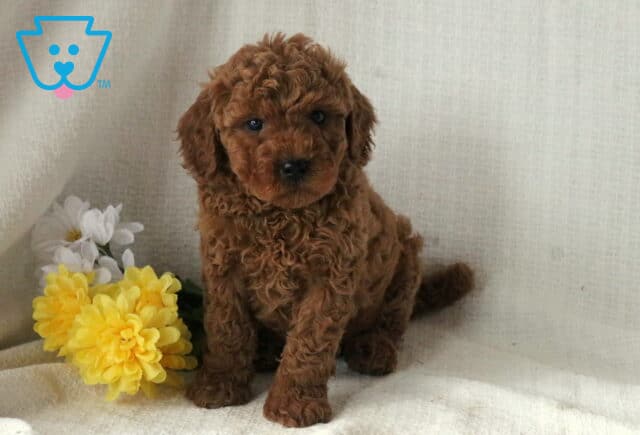 Special Mini Goldendoodle2 image