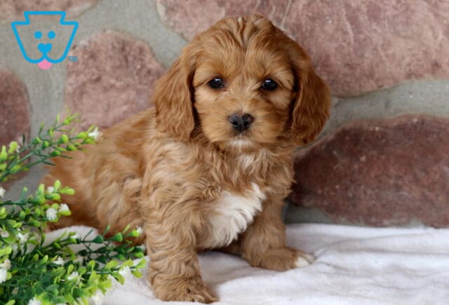 Spring Cockapoo image