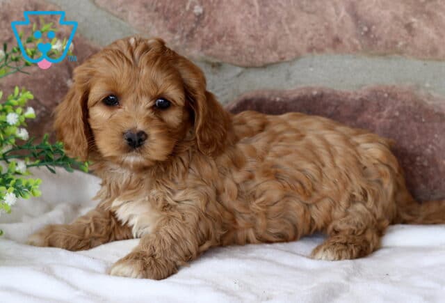 Spring Cockapoo2 image