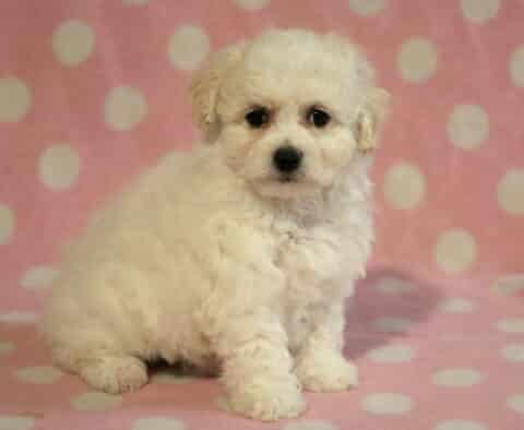 Sprinkles Bichon