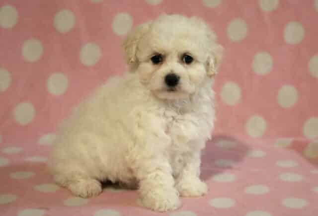 Sprinkles Bichon image
