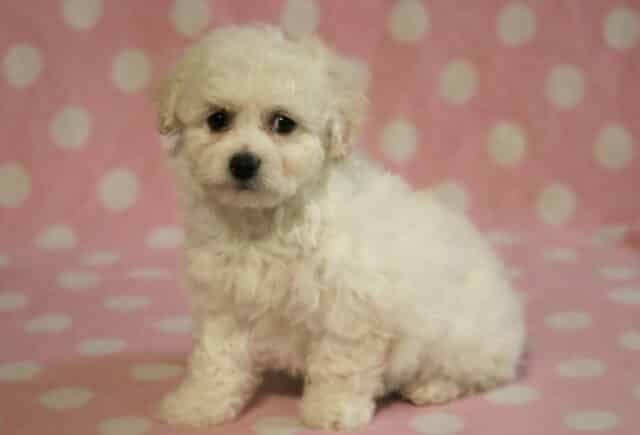 Sprinkles Bichon2 image