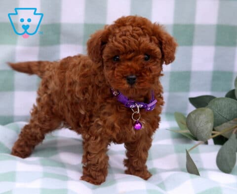 Star Toy Poodle