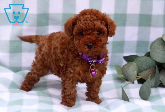 Star Toy Poodle image