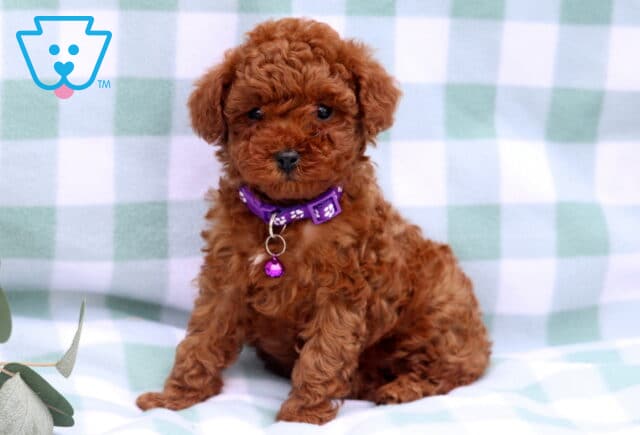 Star Toy Poodle2 image