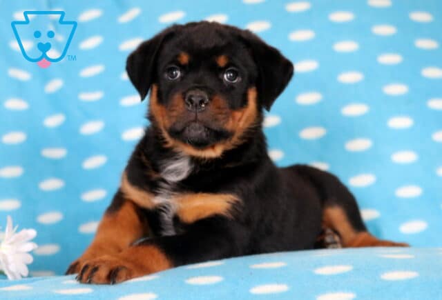 Storm Rottie image