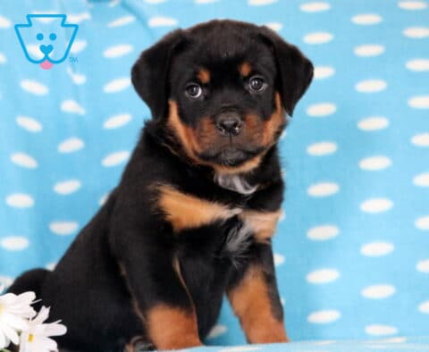 Storm Rottie2