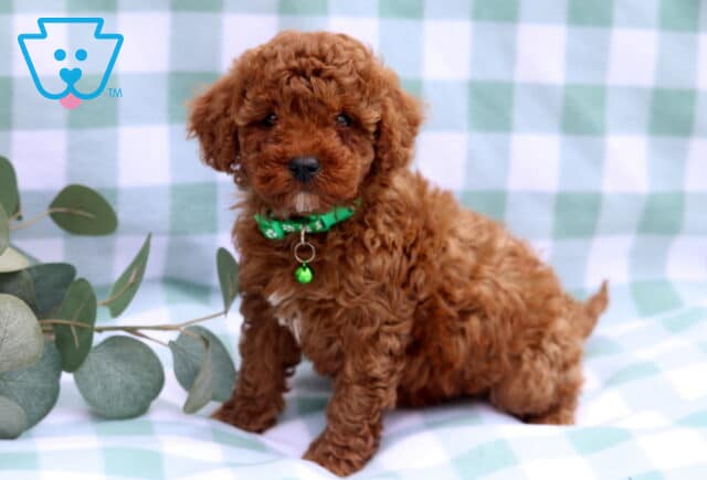 Storm Toy Poodle image