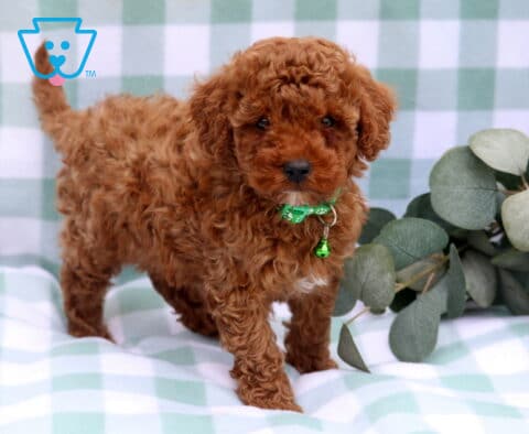 Storm Toy Poodle2