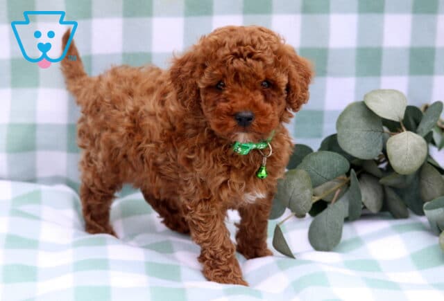 Storm Toy Poodle2 image