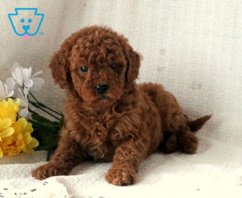 Summer Mini Goldendoodle