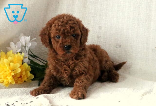 Summer Mini Goldendoodle image