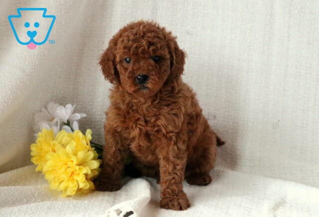 Summer Mini Goldendoodle2 image