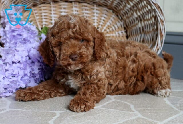 Sunny Mini Poodle image