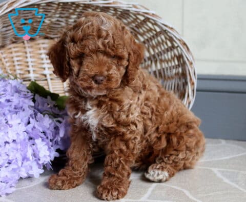 Sunny Mini Poodle2