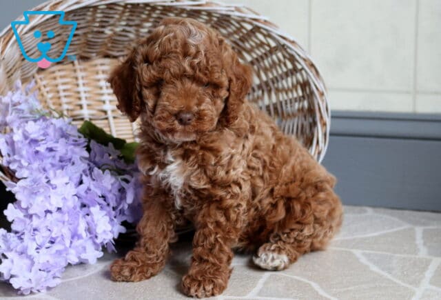 Sunny Mini Poodle2 image