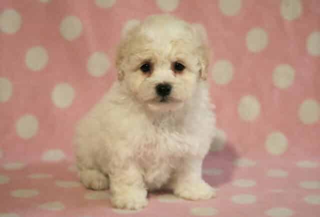 Sunshine Bichon image