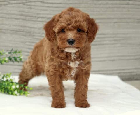 Sunshine Cavapoo2