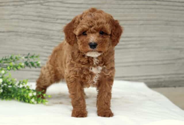 Sunshine Cavapoo2 image