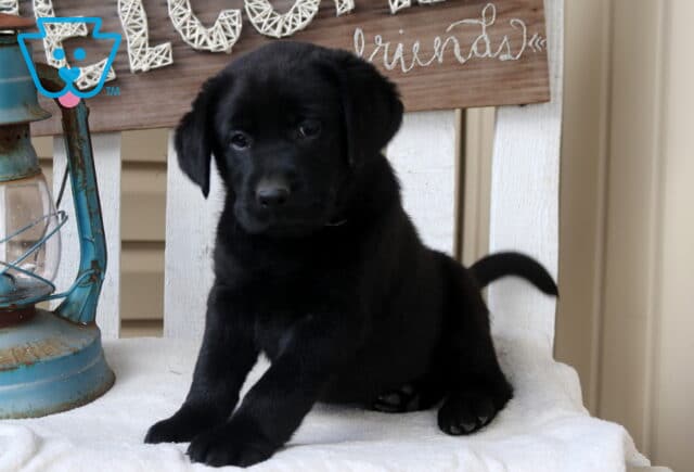 Black Labrador Retriever puppy sitting on a white bench next to a vintage lantern and rustic “friends” sign, looking slightly to the side with tail raised. image