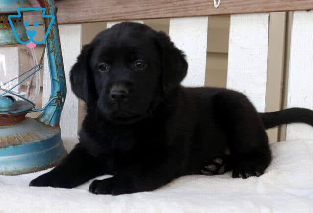 Black Labrador Retriever puppy lying on a white bench next to a vintage lantern, looking forward with a calm expression and tail extended. image