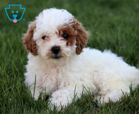 Sunshine Mini Poodle