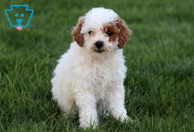 Sunshine Mini Poodle2 image